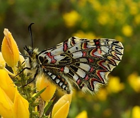 Spanish Festoon-Grazalema - Zerynthia rumina © Teresa Farino